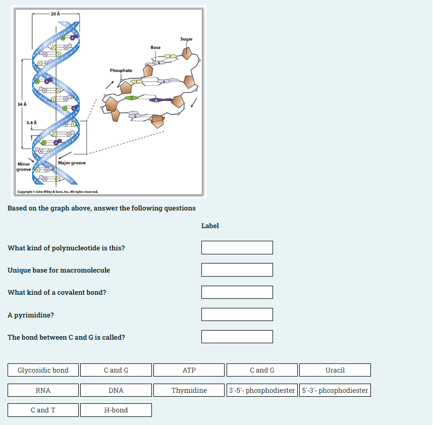 -20 A
Sugar
Base
Phosphate
34 A
3.4 A
Major groove
Minor
groove
Copyright O John Wiley a Sons, Inc. All rights reserved.
Based on the graph above, answer the following questions
Label
What kind of polynucleotide is this?
Unique base for macromolecule
What kind of a covalent bond?
A pyrimidine?
The bond between C and G is called?
Glycosidic bond
C and G
АТР
C and G
Uracil
RNA
DNA
Thymidine
3'-5'- phosphodiester 5'-3'- phosphodiester
C and T
Н-bond

