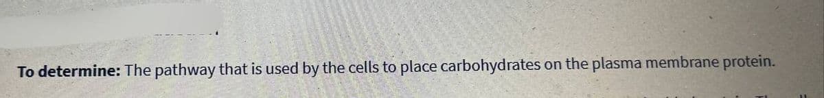 To determine: The pathway that is used by the cells to place carbohydrates on the plasma membrane protein.