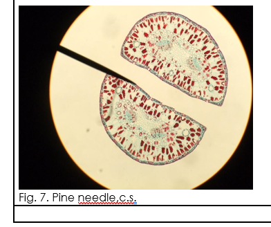 Fig. 7. Pine needle.c.s.
