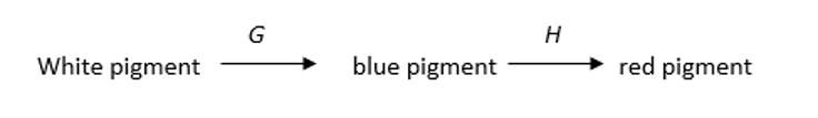 G
White pigment
blue pigment
red pigment

