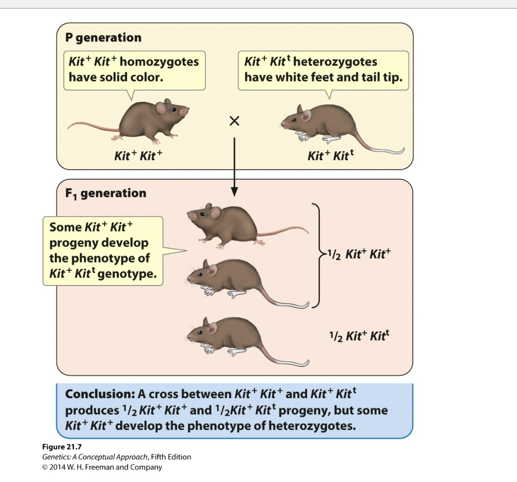 ### Genetic Inheritance in Mice: An Educational Overview

#### P Generation (Parental Generation):

- **Kit⁺ Kit⁺ Homozygotes**:
  - Description: Mice with solid color (uniform coat color).
  - Genotype: Kit⁺ Kit⁺

- **Kit⁺ Kitᵗ Heterozygotes**:
  - Description: Mice with white feet and tail tip.
  - Genotype: Kit⁺ Kitᵗ

#### Crossbreeding:

- A cross is made between a Kit⁺ Kit⁺ homozygote and a Kit⁺ Kitᵗ heterozygote mouse.

#### F₁ Generation (First Filial Generation):

- **Offspring (Progeny) Outcomes**:
  - Some of the crossbreeds show a **solid color** similar to Kit⁺ Kit⁺ genotype.
  - Other offspring have **white feet and a white tail tip**, indicative of the Kit⁺ Kitᵗ genotype.

- **Genotype Ratio**:
  - Half of the progeny (1/2) are Kit⁺ Kit⁺.
  - The other half (1/2) are Kit⁺ Kitᵗ.

#### Conclusion:
- The cross between Kit⁺ Kit⁺ and Kit⁺ Kitᵗ parental mice results in a progeny that includes both Kit⁺ Kit⁺ (solid color) and Kit⁺ Kitᵗ (white feet and tail tip) genotypes.
- Interestingly, some Kit⁺ Kit⁺ progeny develop the phenotype typical of the Kit⁺ Kitᵗ genotype, i.e., white feet and tail tip.

#### Visual Explanation:
1. **Top Section (P Generation)**:
   - Shows two mice, one labeled Kit⁺ Kit⁺ (solid color) and the other Kit⁺ Kitᵗ (white feet and tail tip), signifying the parental generation.
   
2. **Middle Section (Crossbreeding)**:
   - Displays the cross (X) leading to the F₁ generation.

3. **Bottom Section (F₁ Generation)**:
   - Illustrates three mice representing the F₁ offspring. Some show the solid color typically associated with the Kit⁺ Kit⁺ genotype, while others display the white feet and tail tip of heterozygotes.
   - The genetic ratio is shown with brackets