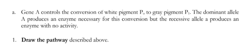 a. Gene A controls the conversion of white pigment P, to gray pigment P,. The dominant allele
A produces an enzyme necessary for this conversion but the recessive allele a produces an
enzyme with no activity.
1. Draw the pathway described above.
