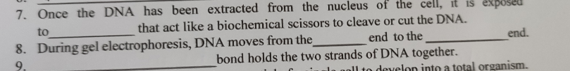 7. Once the DNA has been extracted from the nucleus of the cell, it is exposed
to
that act like a biochemical scissors to cleave or cut the DNA.
8. During gel electrophoresis, DNA moves from the
9.
end to the
end.
bond holds the two strands of DNA together.
noll to develon into a total organism.
