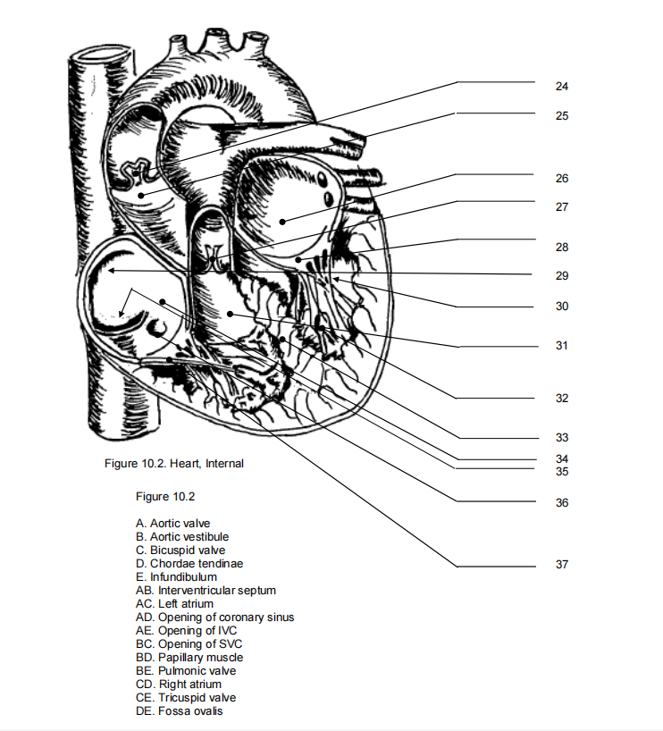 Figure 10.2. Heart, Internal
Figure 10.2
A. Aortic valve
B. Aortic vestibule
C. Bicuspid valve
D. Chordae tendinae
E. Infundibulum
AB. Interventricular septum
AC. Left atrium
AD. Opening of coronary sinus
AE. Opening of IVC
BC. Opening of SVC
BD. Papillary muscle
BE. Pulmonic valve
CD. Right atrium
CE. Tricuspid valve
DE. Fossa ovalis
24
25
26
27
28
29
30
31
32
33
34
35
36
37