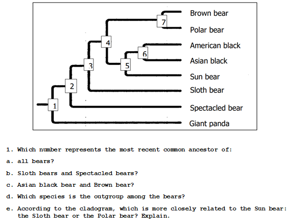 2
3
5
6
7
Brown bear
Polar bear
American black
Asian black
Sun bear
Sloth bear
Spectacled bear
Giant panda
1. Which number represents the most recent common ancestor of:
a. all bears?
b. Sloth bears and Spectacled bears?
c. Asian black bear and Brown bear?
d. Which species is the outgroup among the bears?
e. According to the cladogram, which is more closely related to the Sun bear:
the Sloth bear or the Polar bear? Explain.