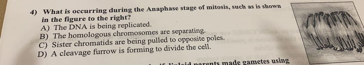 4) What is occurring during the Anaphase stage of mitosis, such as is shown
in the figure to the right?
A) The DNA is being replicated.
B) The homologous chromosomes are separating.
C) Sister chromatids are being pulled to opposite poles.
D) A cleavage furrow is forming to divide the cell.
Inid parents made gametes using
