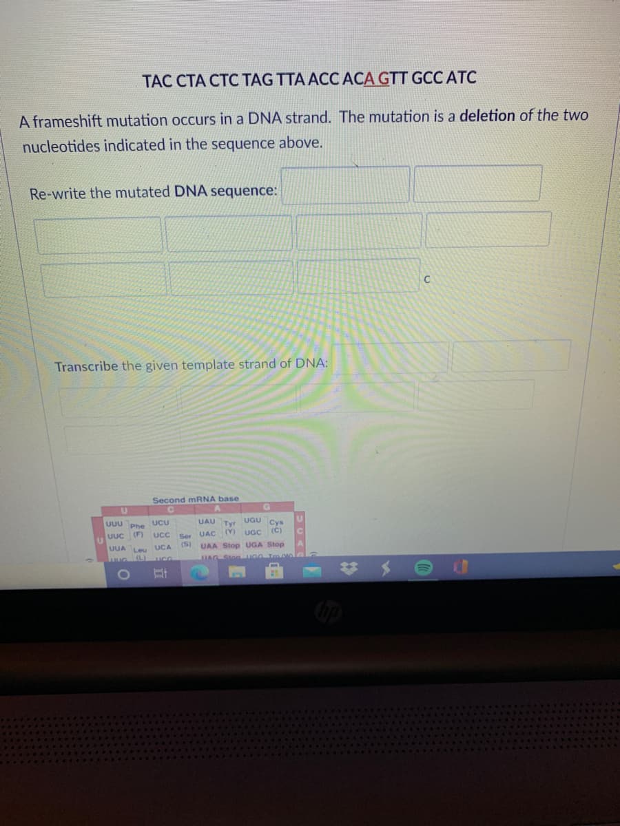 TAC CTA CTC TAG TTA ACC ACA GTT GCC ATC
A frameshift mutation occurs in a DNA strand. The mutation is a deletion of the two
nucleotides indicated in the sequence above.
Re-write the mutated DNA sequence:
Transcribe the given template strand of DNA:
Second MRNA base
G.
UAU Tyr
UGU
Cys
UUU Phe uCU
UUC (F)
UCC Ser
()
UGC (C)
UAC
(s)
UAA Stop UGA Stop
UUA Leu UCA
UAG Ston GG Tm
