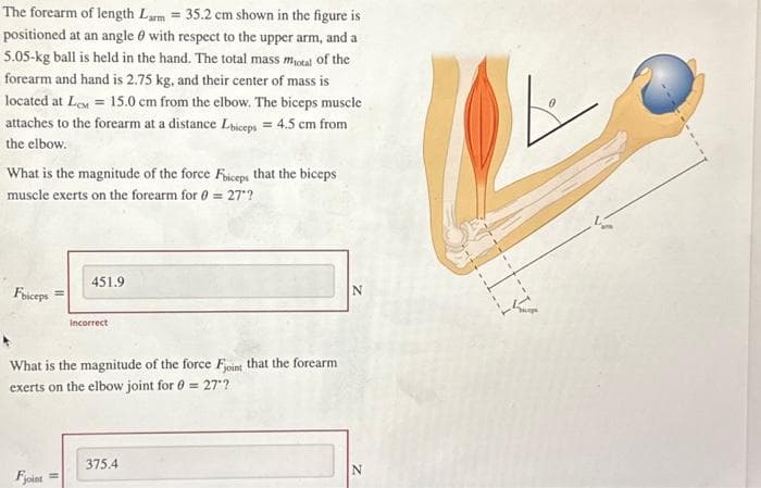 The forearm of length Larm = 35.2 cm shown in the figure is
positioned at an angle with respect to the upper arm, and a
5.05-kg ball is held in the hand. The total mass motal of the
forearm and hand is 2.75 kg, and their center of mass is
located at Le 15.0 cm from the elbow. The biceps muscle
attaches to the forearm at a distance Lbiceps = 4.5 cm from
the elbow.
What is the magnitude of the force Fbiceps that the biceps
muscle exerts on the forearm for 0 = 27"?
Foiceps
451.9
Fjoint
Incorrect
What is the magnitude of the force Fjoint that the forearm
exerts on the elbow joint for 0= 27"?
375.4
N
N
AI