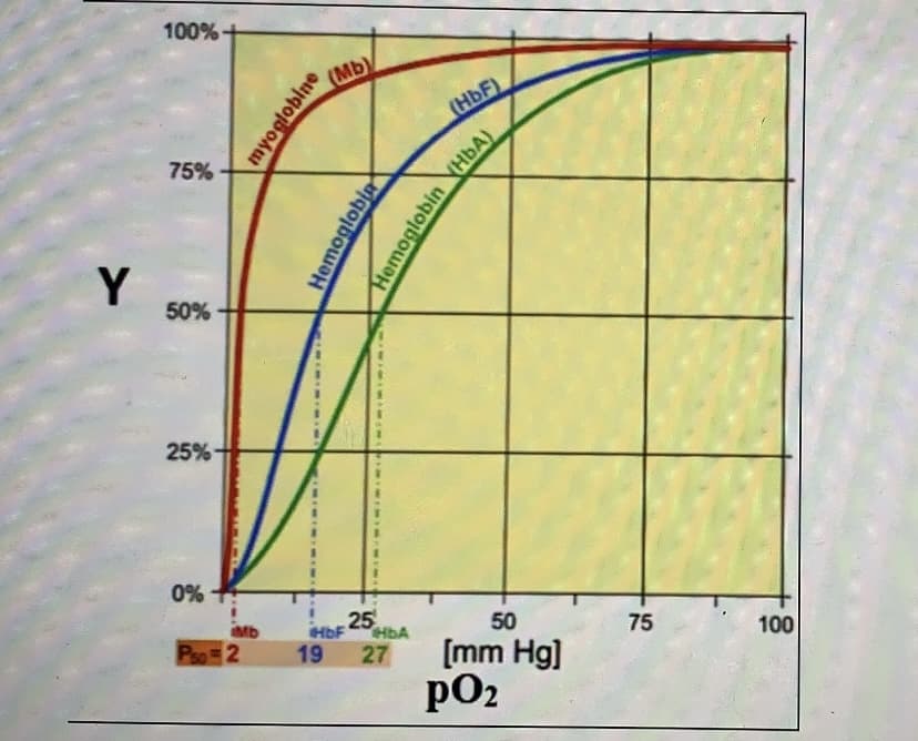 100%+
(HbF)
75%
Y
50%
25%
0%
+
Mb
HbF
25
50
75
HbA
100
Pao 2
[mm Hg]
pO2
19
27
myoglobine
Hemoglobia
Hemogiobin YHBA)
