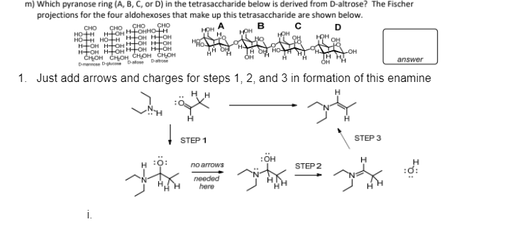 m) Which pyranose ring (A, B, C, or D) in the tetrasaccharide below is derived from D-altrose? The Fischer
projections for the four aldohexoses that make up this tetrasaccharide are shown below.
B
C
D
HOH
CHO
CHO
CHO
CHO
HO+H HTOH Fонно н
HOH HOH H-OH H-OH
H-+-OH H-TOHHOH HOH
H+OH HOHнтон нон
CHOH CHOH CHOH CHOH
De D-glue Dalose Datrone
i
NH
Į
HOH
STEP 1
OH, HO-
answer
1. Just add arrows and charges for steps 1, 2, and 3 in formation of this enamine
з
no arrows
needed
here
OH н
Н
ЮН
-OH
STEP 3
:ÖH
н
H
STEP 2
на это про за поч