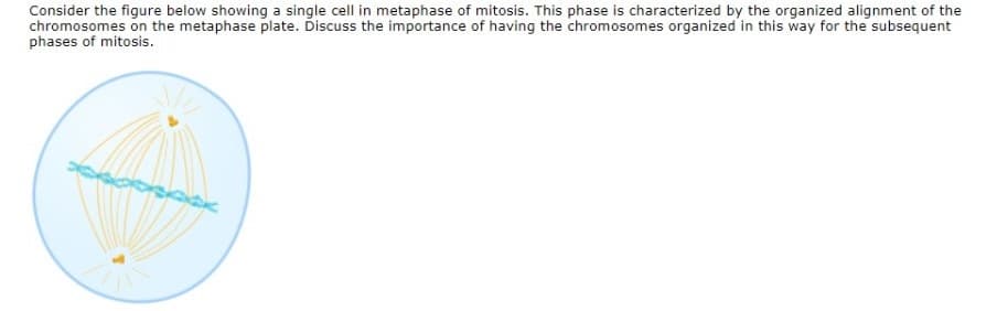 Consider the figure below showing a single cell in metaphase of mitosis. This phase is characterized by the organized alignment of the
chromosomes on the metaphase plate. Discuss the importance of having the chromosomes organized in this way for the subsequent
phases of mitosis.
