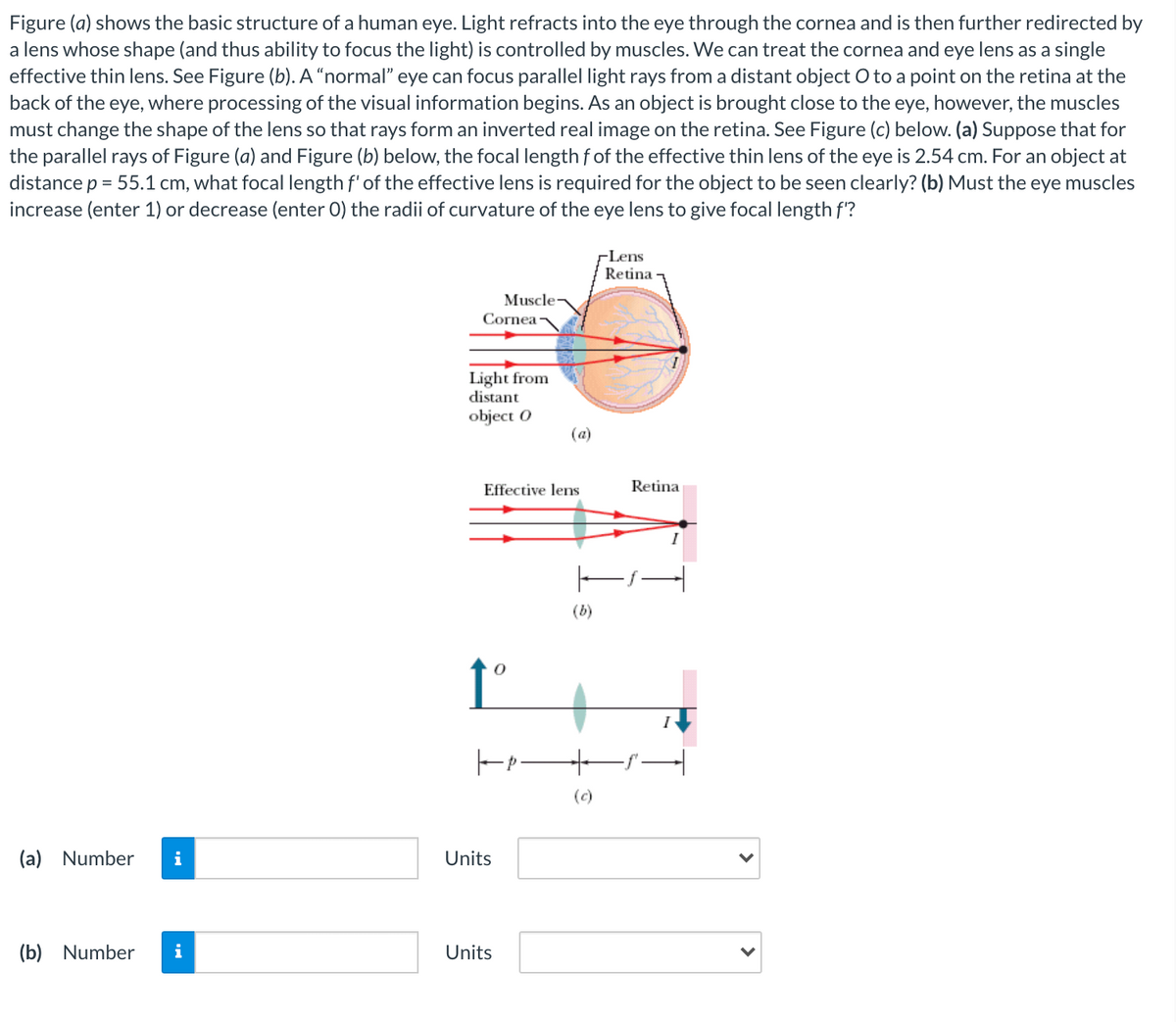 Figure (a) shows the basic structure of a human eye. Light refracts into the eye through the cornea and is then further redirected by
a lens whose shape (and thus ability to focus the light) is controlled by muscles. We can treat the cornea and eye lens as a single
effective thin lens. See Figure (b). A “normal" eye can focus parallel light rays from a distant object O to a point on the retina at the
back of the eye, where processing of the visual information begins. As an object is brought close to the eye, however, the muscles
must change the shape of the lens so that rays form an inverted real image on the retina. See Figure (c) below. (a) Suppose that for
the parallel rays of Figure (a) and Figure (b) below, the focal length f of the effective thin lens of the eye is 2.54 cm. For an object at
distance p = 55.1 cm, what focal length f' of the effective lens is required for the object to be seen clearly? (b) Must the eye muscles
increase (enter 1) or decrease (enter 0) the radii of curvature of the eye lens to give focal length f?
FLens
Retina
Muscle-
Cornea
Light from
distant
object O
(a)
Effective lens
Retina
(b)
I
(c)
(a) Number
i
Units
(b) Number
i
Units
>
