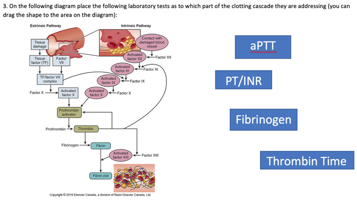 3. On the following diagram place the following laboratory tests as to which part of the clotting cascade they are addressing (you can
drag the shape to the area on the diagram):
Extrinsic Pathway
Intrinsic Pathway
Contact with
damaged blood
vessel
Tissue
APTT
damage
Activated
factor XII
-Factor XII
Tissue
factor (TF)
Factor
VII
Activated
factor XI
Factor XI
TF/factor VII
complex
Activated
factor IX
PT/INR
Factor IX
Activated
factor X
Activated
factor X
Factor X
Factor X
Prothrombin
activator
Fibrinogen
Prothrombin
Thrombin
Fibrinogen
Fibrin
Activated
factor XIII
Factor XIII
Thrombin Time
Fibrin clot
Copyright © 2019 Elsevier Canada, a division of Reed Elsevier Canada, Ltd.
