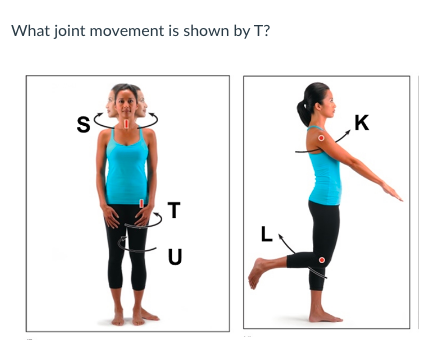 What joint movement is shown by T?
K
