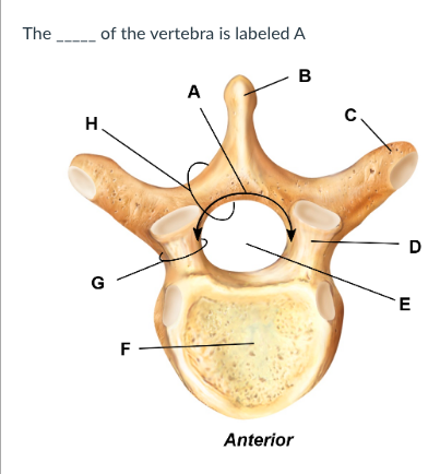 The
__ of the vertebra is labeled A
в
A
C.
H.
D
G
F -
Anterior
