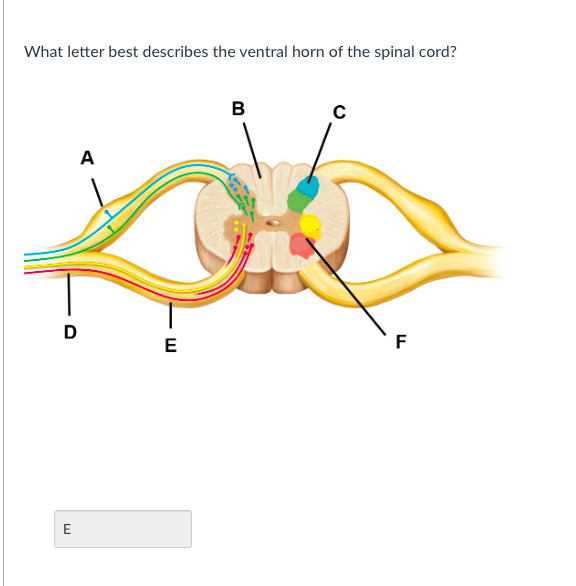 What letter best describes the ventral horn of the spinal cord?
в
A
D
E
F
E
