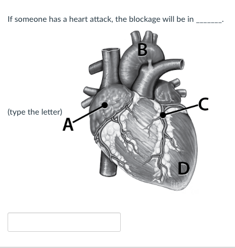 If someone has a heart attack, the blockage will be in
B
(type the letter)
A
D
