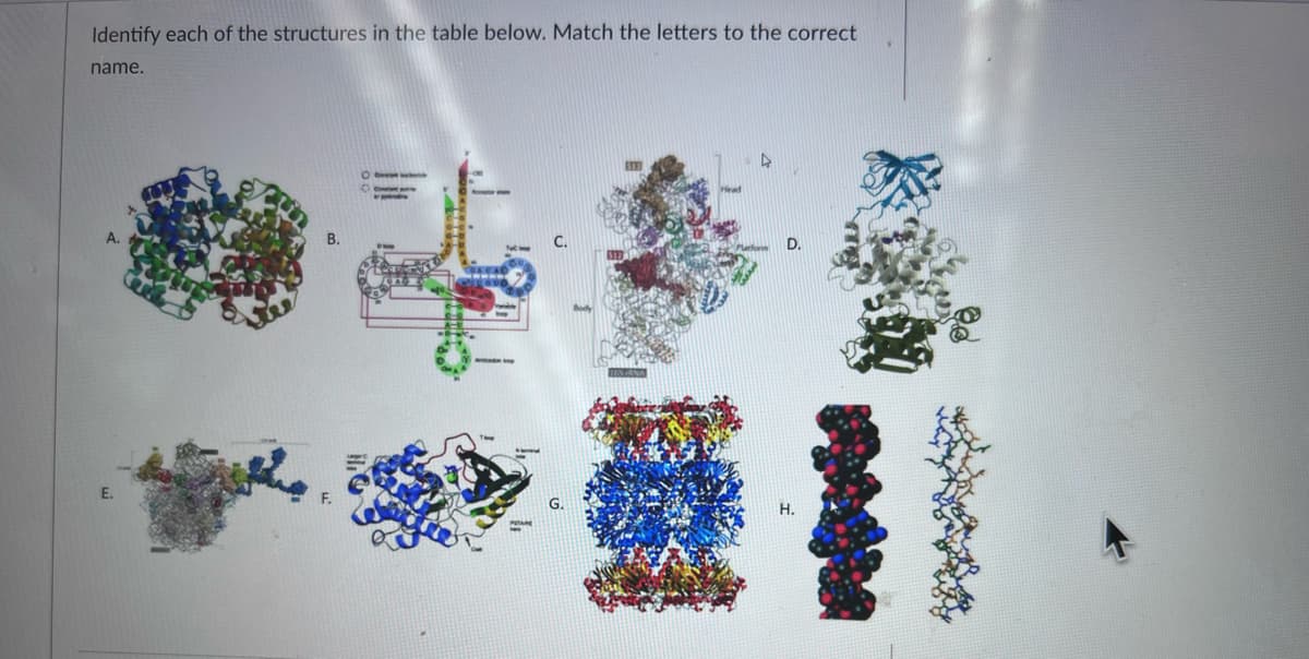 Identify each of the structures in the table below. Match the letters to the correct
name.
E.
H.
