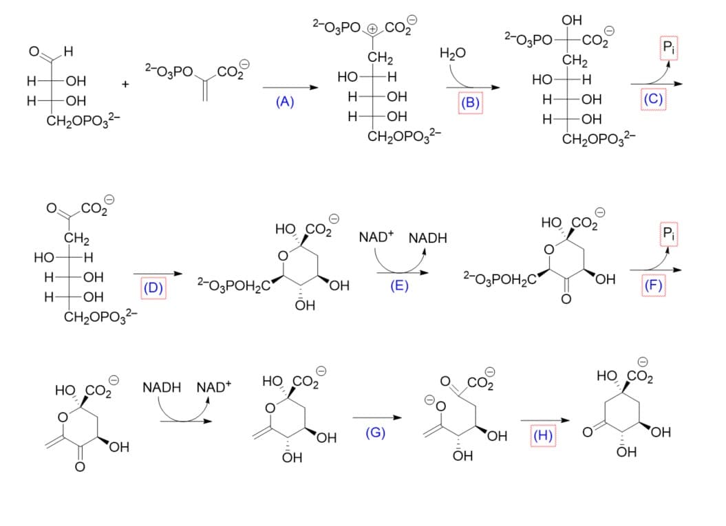 0
Н
Н
H
-ОН
-OH
CH2OPO32-
О
НО-
Н-
Н
CO₂
CH₂
-Н
-ОН
+
OH
CH2OPO32-
2-О3РО
OH
(D)
CO₂
2-O3РОН2С
(A)
HO CO₂
OH
CH₂
-H
H -OH
H
НО
OH
-OH
CH₂OPO3²-
H2O
NAD+
(E)
(B)
NADH
HO CO₂
HO CO₂ NADH NAD+
ферме
OH
OH
HO CO₂
таки
2-О3РОН2С
OH
CO₂
2-03РО-
OH
OH
OH
Ө
-CO₂
CH₂
Н
НО -Н
-OH
Н- -ОН
CH2OPO32-
(H)
P₁
А
(C)
OH
(F)
Ө
HO CO₂
P₁
OH