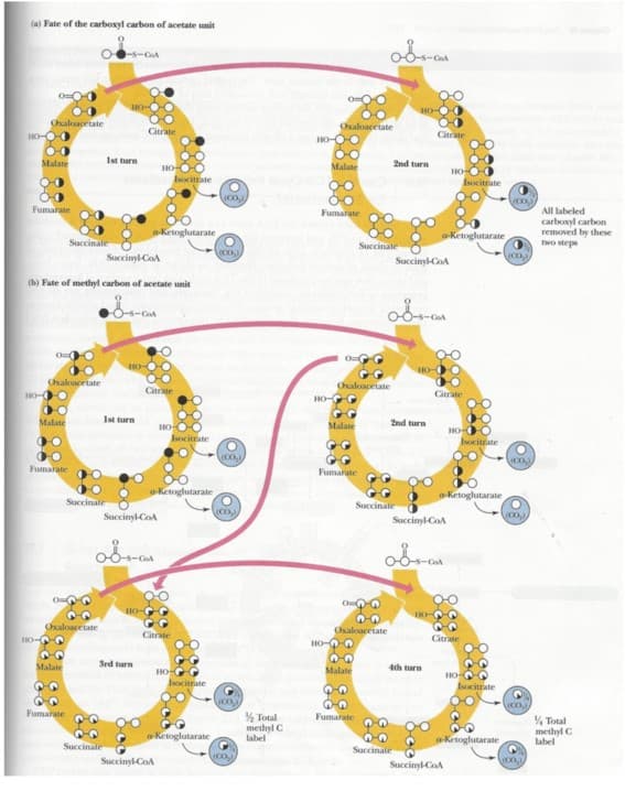 (a) Fate of the carboxyl carbon of acetate unit
HO-
Oxaloacetate
Malate
Fumarate
Oxaloacetate
HO-O
00
Malate
Fumarate
Succinate
6-77
10-47
33
Malate
49
Oxaloacetate
Fumarate
Succinyl-CoA
(b) Fate of methyl carbon of acetate unit
O-S-Col
Succinate
-S-CoA
HO-O
1st turn
1st turn
Succinate
HO-C
Citrate
HO-
3rd turn
Succinyl-CoA
HO-
a-Ketoglutarate
Citrate
Isocitrate
но-
a-Ketoglutarate
Citrate
Succinyl-CoA
Isocitrate
HO-
Isocitrate
a-ketoglutarate
O
(100₂)
O
00₂)
(00₂)
(CO₂)
(00₂)
(CO₂)
½ Total
methyl C
label
O
Oxaloacetate
HO-O-O
Malate
Fumarate
HO-G
0-7-7
Malate
Oxalcacetate
Fumarate
0-8-s-coA
HO-9
23
Malate
29
Succinate
Fumarate
029
99
Oxaloacetate
2nd turn
HO-
0-8--0
Succinate
Succinyl-COA
2nd turn
110-
Succinate
0-8-s-c
Citrate
10-
4th turn
Succinyl-CoA
a-Ketoglutarate,
Citrate
HO
Isocitrate
HO-
a-Ketoglutarate
Succinyl-CoA
Citrate
HO
Isocitrate O
(100₂)
Isocitrate
a-Ketoglutarate
(00₂)
(CD)
(00₂)
↑
(CO₂),
All labeled
carboxyl carbon
removed by these
two steps
Total
methyl C
label