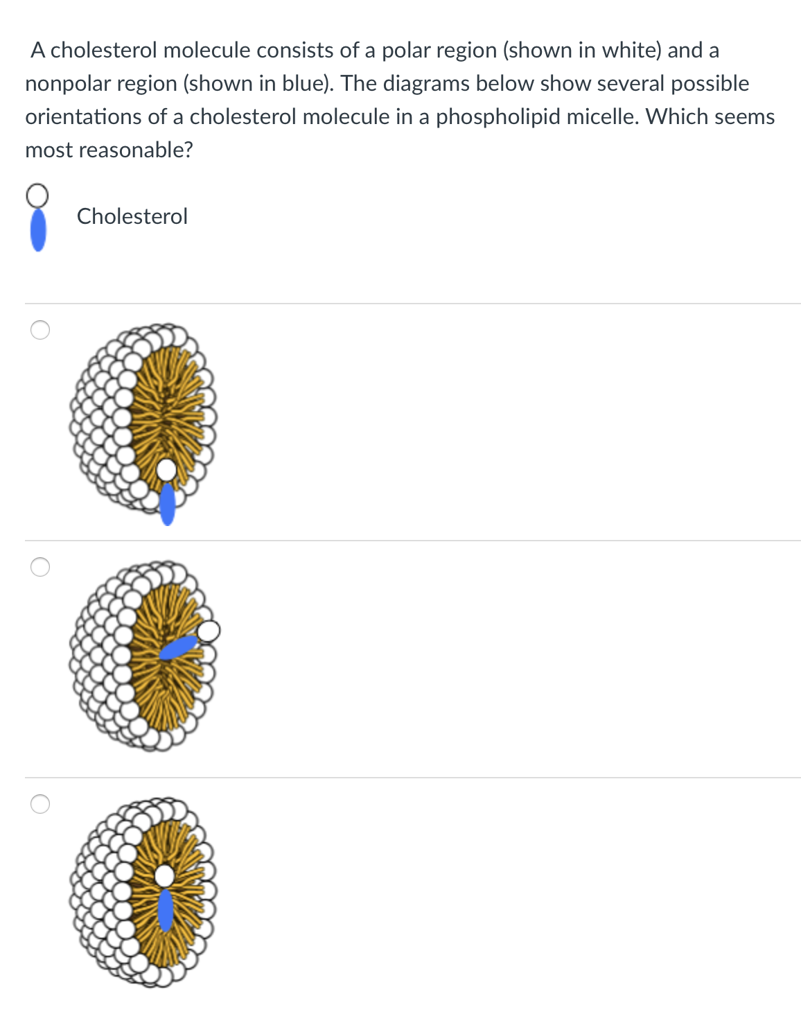 A cholesterol molecule consists of a polar region (shown in white) and a
nonpolar region (shown in blue). The diagrams below show several possible
orientations of a cholesterol molecule in a phospholipid micelle. Which seems
most reasonable?
Cholesterol