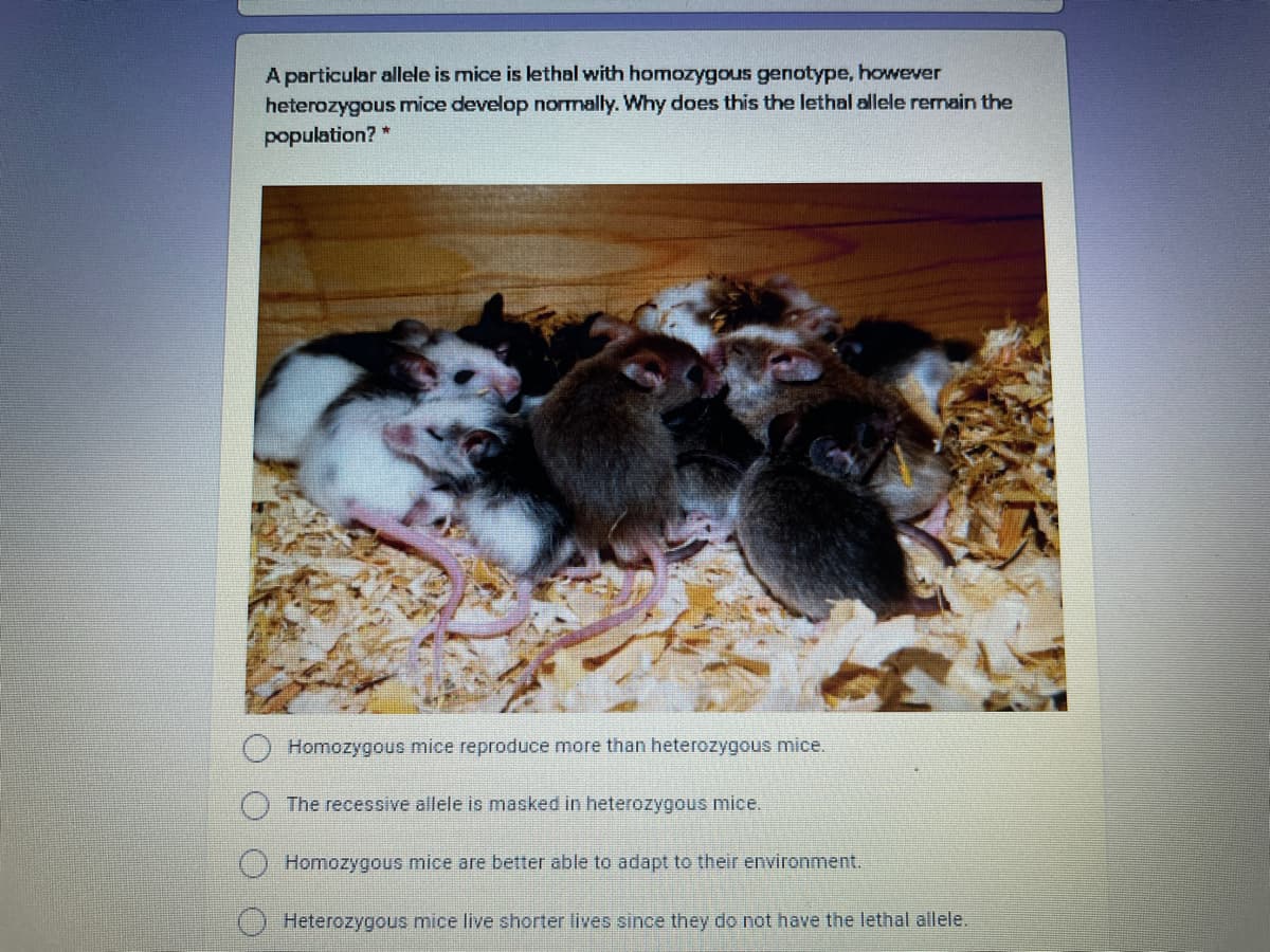 A particular allele is mice is lethal with homozygous genotype, however
heterozygous mice develop normally. Why does this the lethal allele remain the
population? *
Homozygous mice reproduce more than heterozygous mice.
The recessive allele is masked in heterozygous mice.
Homozygous mice are better able to adapt to their environment.
() Heterozygous mice live shorter lives since they do not have the lethal allele.
