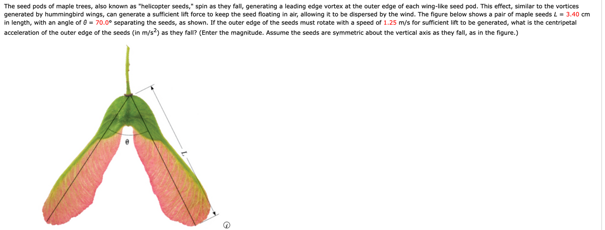 The seed pods of maple trees, also known as "helicopter seeds," spin as they fall, generating a leading edge vortex at the outer edge of each wing-like seed pod. This effect, similar to the vortices
generated by hummingbird wings, can generate a sufficient lift force to keep the seed floating in air, allowing it to be dispersed by the wind. The figure below shows a pair of maple seeds L = 3.40 cm
in length, with an angle of 70.0⁰ separating the seeds, as shown. If the outer edge of the seeds must rotate with a speed of 1.25 m/s for sufficient lift to be generated, what is the centripetal
acceleration of the outer edge of the seeds (in m/s²) as they fall? (Enter the magnitude. Assume the seeds are symmetric about the vertical axis as they fall, as in the figure.)
=