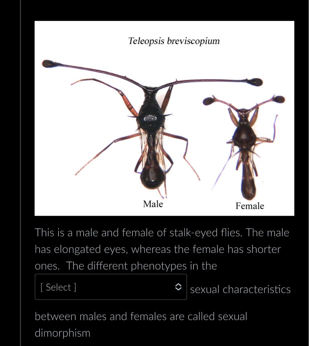Teleopsis breviscopium
Male
Female
This is a male and female of stalk-eyed flies. The male
has elongated eyes, whereas the female has shorter
ones. The different phenotypes in the
[Select]
sexual characteristics
between males and females are called sexual
dimorphism