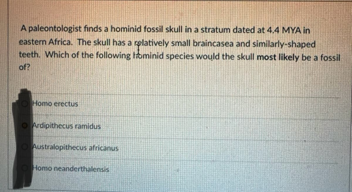 A paleontologist finds a hominid fossil skull in a stratum dated at 4.4 MYA in
eastern Africa. The skull has a relatively small braincasea and similarly-shaped
teeth. Which of the following hominid species would the skull most likely be a fossil
of?
Homo erectus
Ardipithecus ramidus
Australopithecus africanus
Homo neanderthalensis