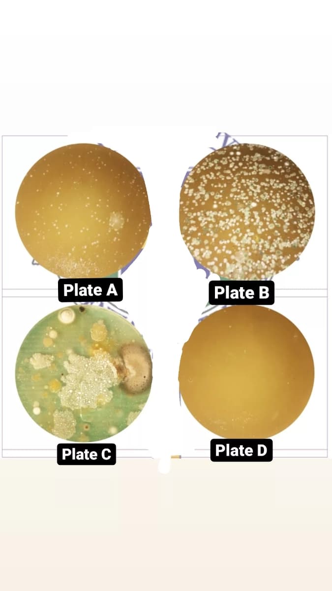 Plate A
Plate B
Plate C
Plate D
