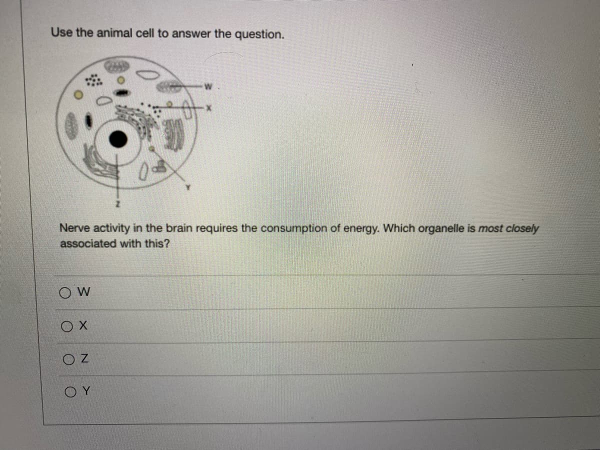 Use the animal cell to answer the question.
Nerve activity in the brain requires the consumption of energy. Which organelle is most closely
associated with this?
O W
O Y
