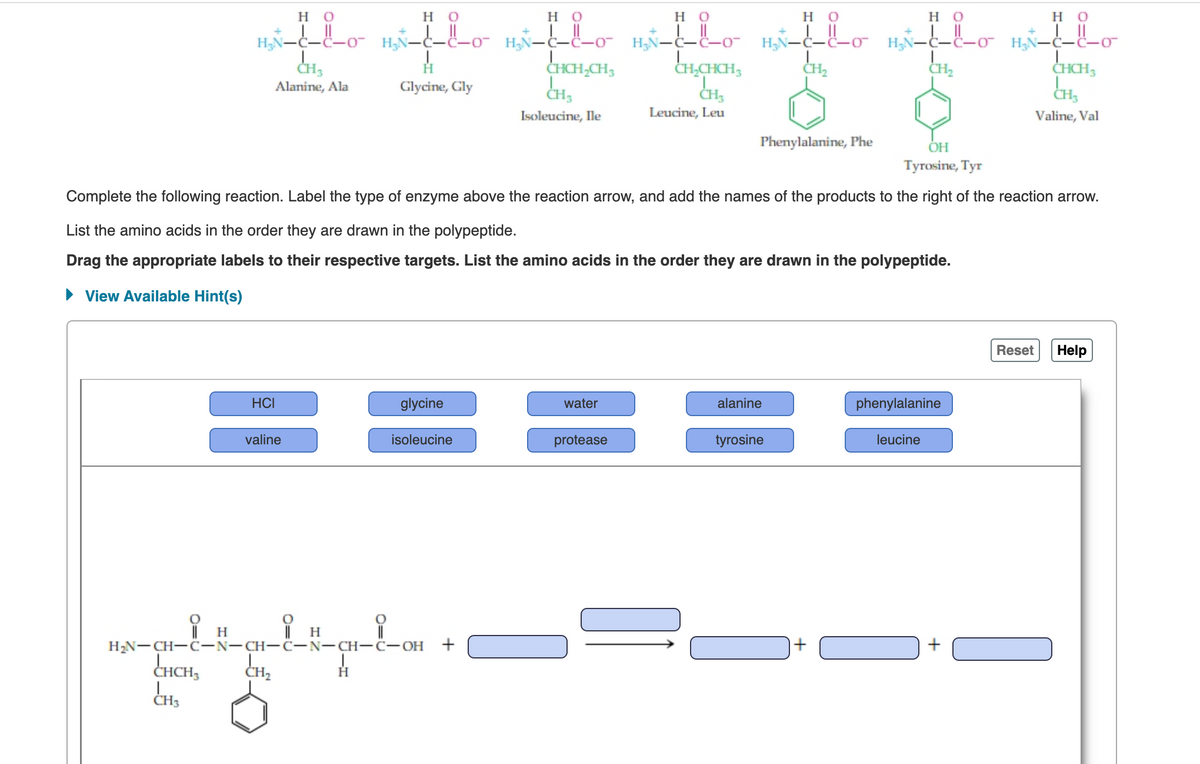 O
|| H
Η Ο
Η Ο
siflo rifle witho
-C-C-
CH3
Alanine, Ala
Glycine, Gly
CHCH
CH₂
HCI
OH
Tyrosine, Tyr
Complete the following reaction. Label the type of enzyme above the reaction arrow, and add the names of the products to the right of the reaction arrow.
List the amino acids in the order they are drawn in the polypeptide.
Drag the appropriate labels to their respective targets. List the amino acids in the order they are drawn in the polypeptide.
► View Available Hint(s)
valine
Η Ο
H‚Ñ—C—C—ơ¯ H₂Ñ—C—C-o- H₂N-C-C-0-
CHCH₂CH3
CHS
CH₂CHCH
CH₂
Isoleucine, Ile
Leucine, Leu
O
||
H₂N-CH-C-N-CH-C-N-CH-C-OH
CH₂
H
H
glycine
isoleucine
+
water
Η Ο
Η Ο
HO
H₂N-C-C-σ- H₂N-C-c-ơ н‚Ñ-c-c-σ¯
H₂N-C-L-0
CH₂
CH₂
protease
Phenylalanine, Phe
alanine
tyrosine
+
phenylalanine
leucine
CHCH3
CH₂
Valine, Val
+
Reset Help