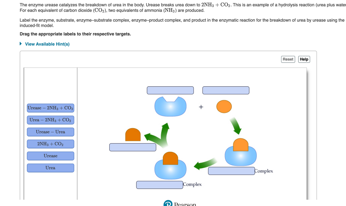 The enzyme urease catalyzes the breakdown of urea in the body. Urease breaks urea down to 2NH3 + CO2. This is an example of a hydrolysis reaction (urea plus water
For each equivalent of carbon dioxide (CO2), two equivalents of ammonia (NH3) are produced.
Label the enzyme, substrate, enzyme-substrate complex, enzyme-product complex, and product in the enzymatic reaction for the breakdown of urea by urease using the
induced-fit model.
Drag the appropriate labels to their respective targets.
► View Available Hint(s)
Urease – 2NH3 + CO2
Urea - 2NH3 + CO2
Urease - Urea
2NH3 + CO2
Urease
Urea
cj
Complex
Pearson
1.
+
Complex
Reset Help