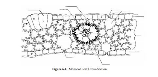 Figure 6.4. Monocot Leaf Cross-Section.
