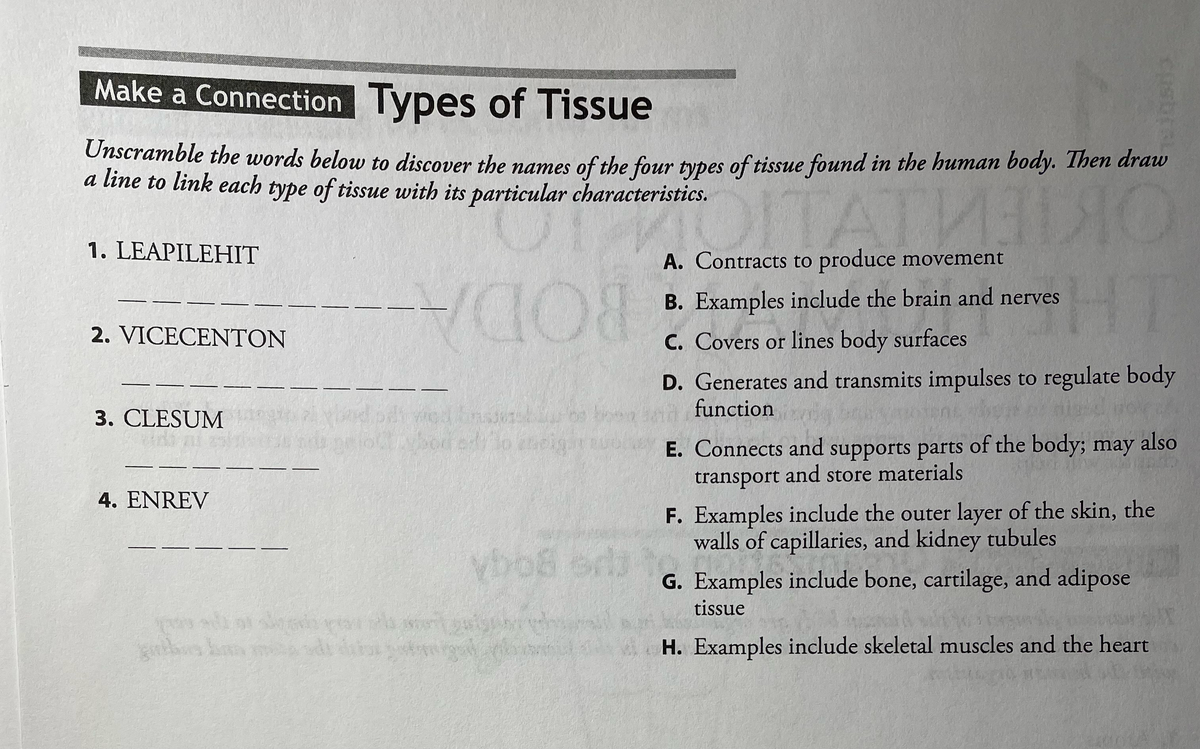 Make a Connection Types of Tissue
Unscramble the words below to discover the names of the four types of tissue found in the human body. Then draw
a line to link each type of tissue with its particular characteristics.
1. LEAPILEHIT
A. Contracts to produce movement
B. Examples include the brain and nerves
2. VICECENTON
C. Covers or lines body surfaces
BODA
D. Generates and transmits impulses to regulate body
function
3. CLESUM
E. Connects and of the body; may also
supports parts
transport and store materials
4. ENREV
F. Examples include the outer layer of the skin, the
walls of capillaries, and kidney tubules
Vbo8 or
G. Examples include bone, cartilage, and adipose
tissue
H. Examples include skeletal muscles and the heart
