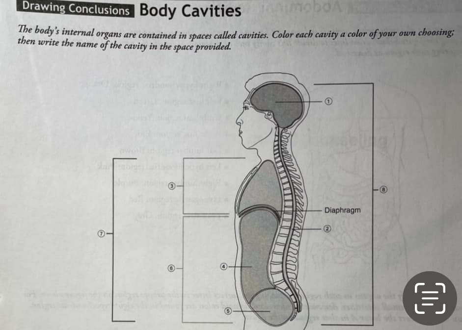 Drawing Conclusions Body Cavities
The body's internal organs are contained in spaces called cavities. Color each cavity a color of your own choosing;
then write the name of the cavity in the space provided.
Diaphragm
