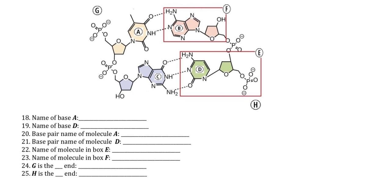 H2N
OH
H2N
ONH
NH
но
18. Name of base A:
19. Name of base D:
20. Base pair name of molecule A:
21. Base pair name of molecule D:
22. Name of molecule in box E:
23. Name of molecule in box F:
24. G is the
25. H is the
end:
end:
