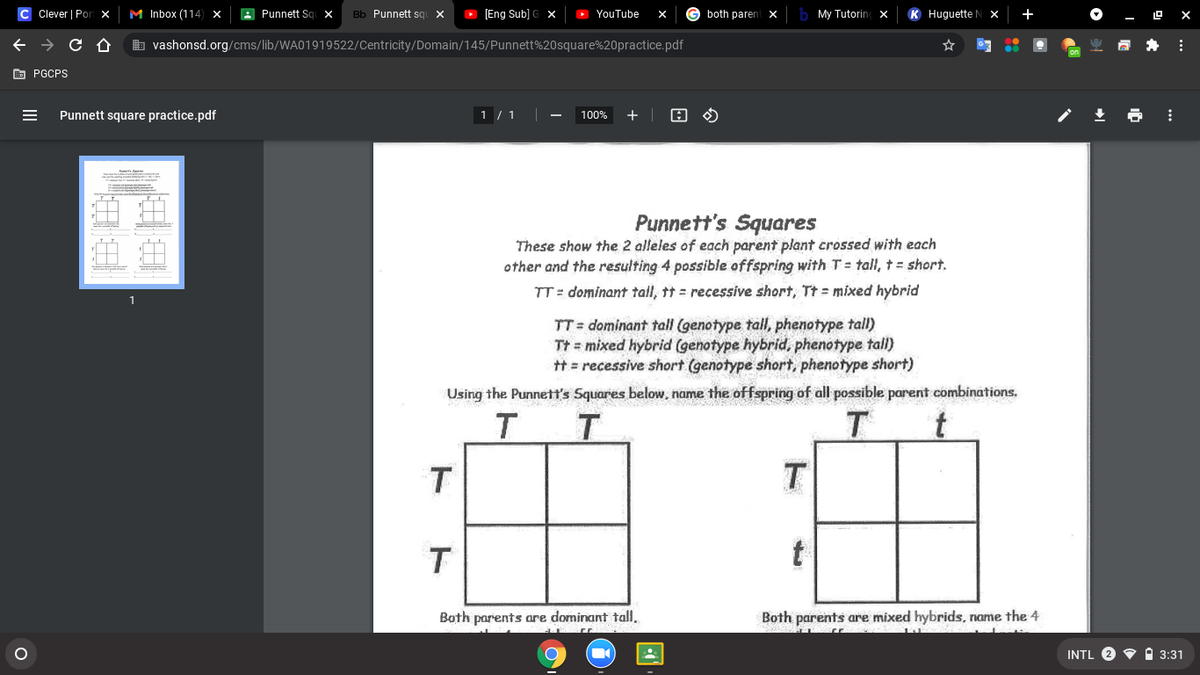 C Clever | Por x
M Inbox (114) x
A Punnett Squ x
Bb Punnett sq X
O [Eng Sub] G X
O YouTube
both parent x
My Tutoring x
K Huguette l
b vashonsd.org/cms/lib/WA01919522/Centricity/Domain/145/Punnett%20square%20practice.pdf
E PGCPS
Punnett square practice.pdf
1 / 1
100%
+
Punnett's Squares
These show the 2 alleles of each parent plant crossed with each
other and the resulting 4 possible offspring with T= tall, t = short.
TT = dominant tall, tt = recessive short, Tt = mixed hybrid
TT= dominant tall (genotype tall, phenotype tall)
Tt = mixed hybrid (genotype hybrid, phenotype tall)
t = recessive short (genotype short, phenotype short)
Using the Punnett's Squares below, name the of fspring of all possible parent combinations.
T.
T
t
Both parents are dominant tall.
Both parents are mixed hybrids, name the 4
INTL 2 V O 3:31
ト
