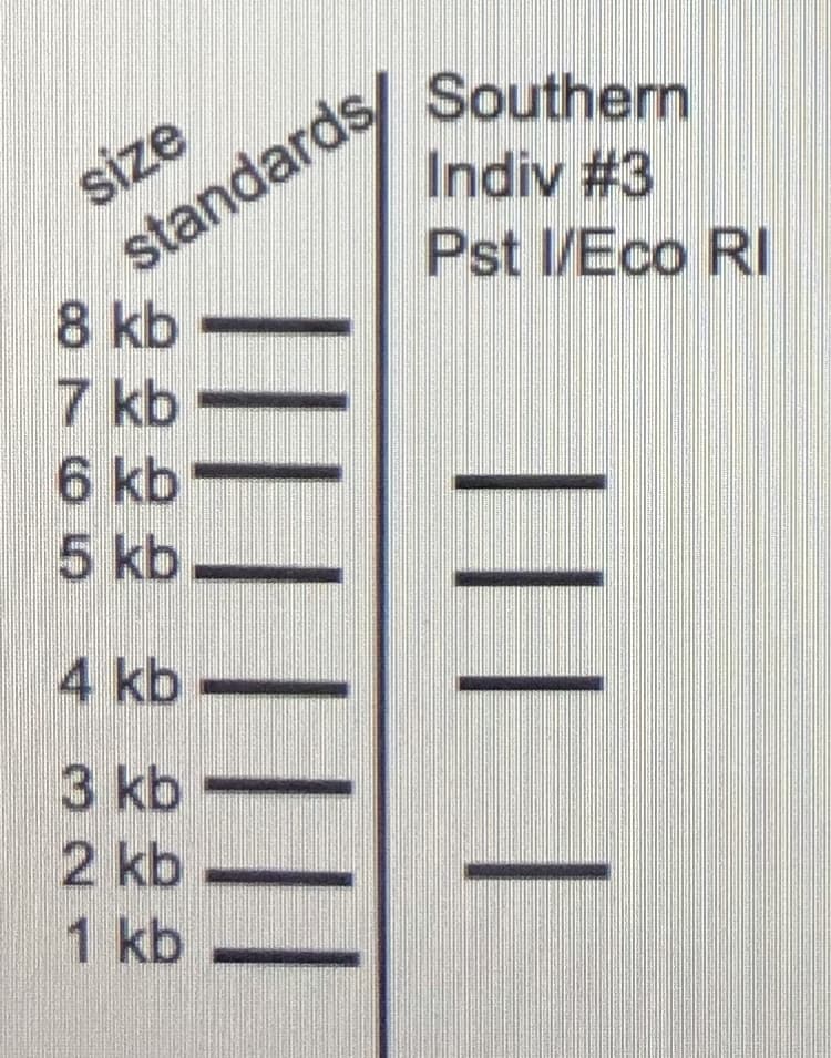 size
standards/
8 kb
Southern
Indiv #3
Pst I/Eco RI
7 kb
6 kb
5 kb
4 kb
3 kb
2 kb
1 kb
||| | ||||
