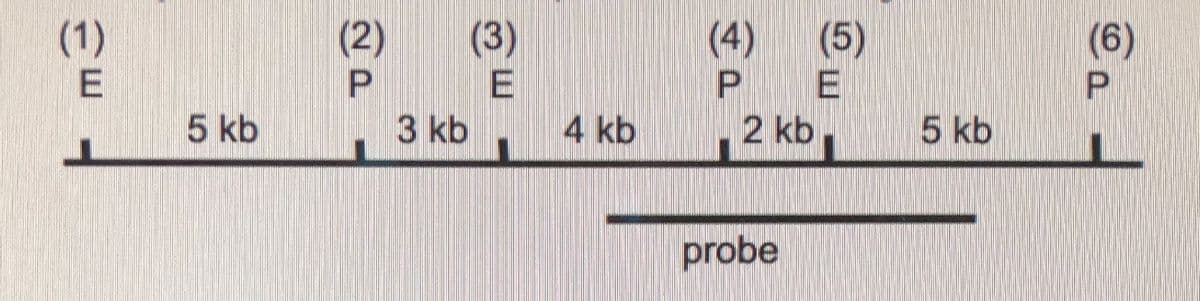 (4)
(3)
P
3 kb
(2)
(5)
E
(1)
(6)
5 kb
4 kb
2 kb
5 kb
probe
