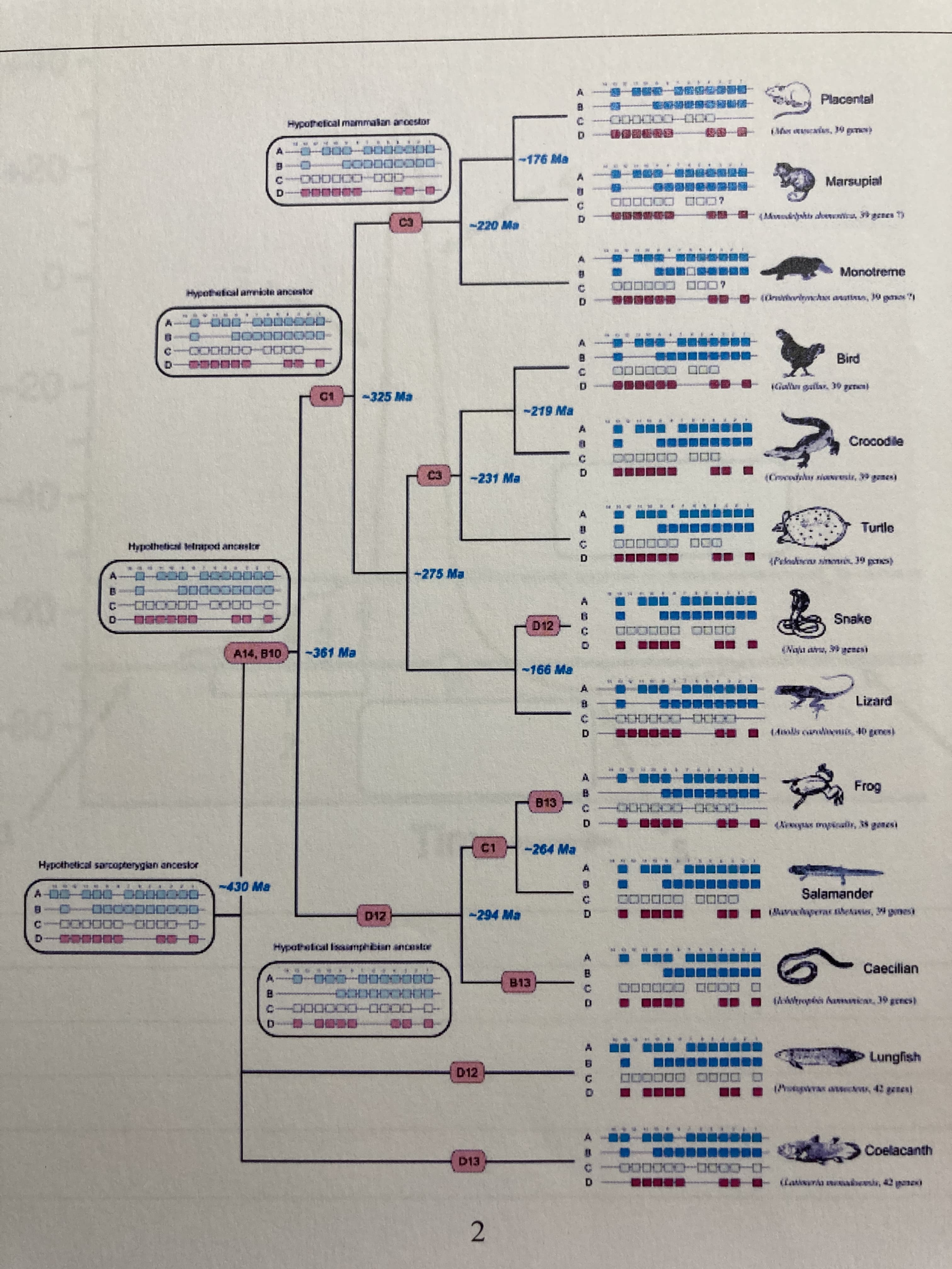 2.
Placental
Hypothefical mammalan ancestr
(Mor ecaies, 19 pmes)
一
一 表,
-176Ma
ロO
CD0-000000-
Marsupial
本-a
CODDOD
(Msshts aleentirat, genes
-220 Ma
D.
Monotreme
Hypothefical ammicte ancestor
OD000
(0 inchNe anotins, 10 gamas T
密。
Oロ 0
康中摩泰
0000-000000-
D.
Gain gailar, 30 getun)
-325 Ma
-219 Ma
A.
ロロ C
-231 Ma
(Crcotwhs siwesir, 39 genes)
A
Turtle
Hypolhetical telrapod ancesier
030 COD
(Pekahsen sinris 19 pes)
D.
-275 Ma
A.
ODDOCO00
-O-0000-00000-
Snake
D12
.....
A14, B10
-361 Ma
(Naht as, 39 eneni
Lizard
D00000-
HIHials canienis, 40 genes)
D.
B13
-264 Ma
Hppothetical sarcopterygian ancesior
-430 Ma
Salamander
0CO0000000-0
C-0000-000000-
-294 Ma
Hypathelcal isaiamperbian antastre
Caecilian
B13
日
O0 着章 -章.v
C.
CCOロ coDロOD
日
IAwhrepinis Aanicar, 39 genes)
CO00-00000-9
一
Lungfish
D12
000
Moepimas a w, 42 genes)
Coelacanth
D13
000-
(Latisaria aeesis, 42 ane
