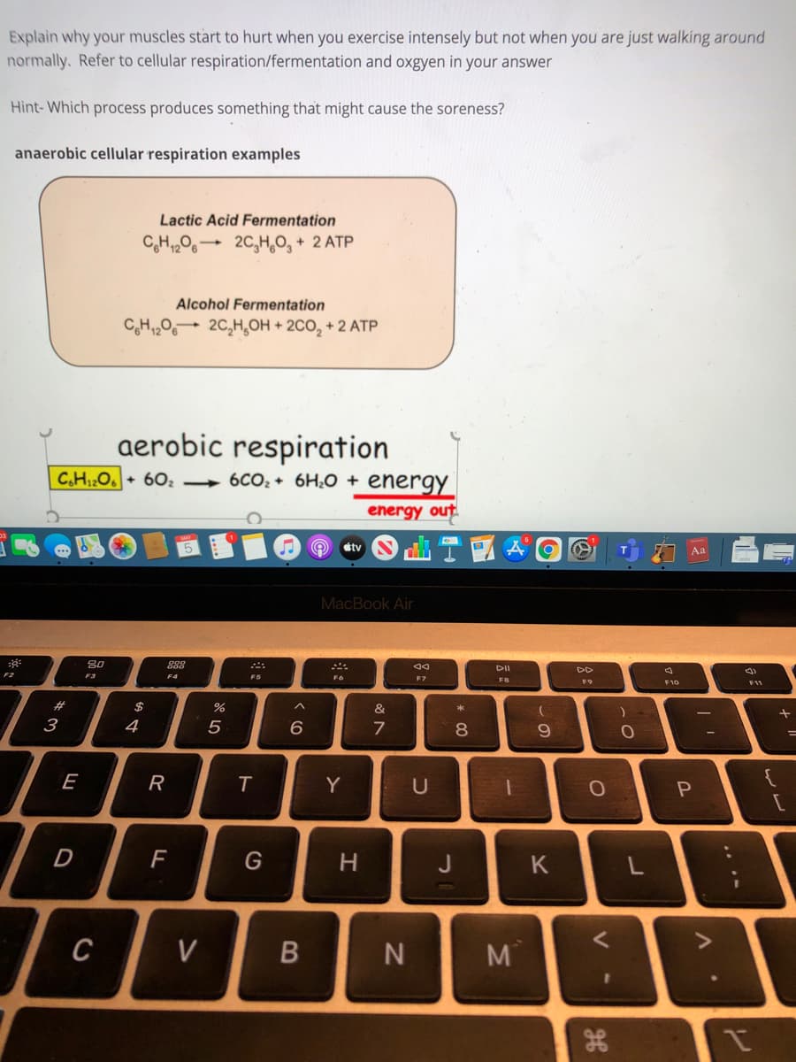 Explain why your muscles start to hurt when you exercise intensely but not when you are just walking around
normally. Refer to cellular respiration/fermentation and oxgyen in your answer
Hìnt-Which process produces something that might cause the soreness?
anaerobic cellular respiration examples
Lactic Acid Fermentation
20,H,O, + 2 ATP
Alcohol Fermentation
CH,20 2C,H,OH + 2C0, + 2 ATP
aerobic respiration
C,H:O.+ 60z → 6CO2 + 6H;0 + energy
energy out
étv
Aa
MacBook Air
80
888
DII
DD
F2
F6
F8
F9
F10
#3
4
5
6
7
E
R
T
Y
D
G
H.
K
V
B
N
M
V
* C0
JI
*3
