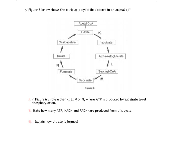 Acetyl-CoA
Citrate
K
Oxaloacetate
Isocitrate
Malate
Alpha-ketoglutarate
Succinyl-CoA
Fumarate
Succinate
M
Figure 6
I. In Figure 6 circle either K, L, M or N, where ATP is produced by substrate level
phosphorylation.
II. State how many ATP, NADH and FADH2 are produced from this cycle.
II. Explain how citrate is formed?
