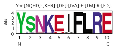 Y-x-[NQHD]-[KHR]-[DE]-[IVA]-F-[LM]-R-[ED].
YSNKE|FLRE
3
1 2 3 4 5 6 7 8 9 10
N
Bits
