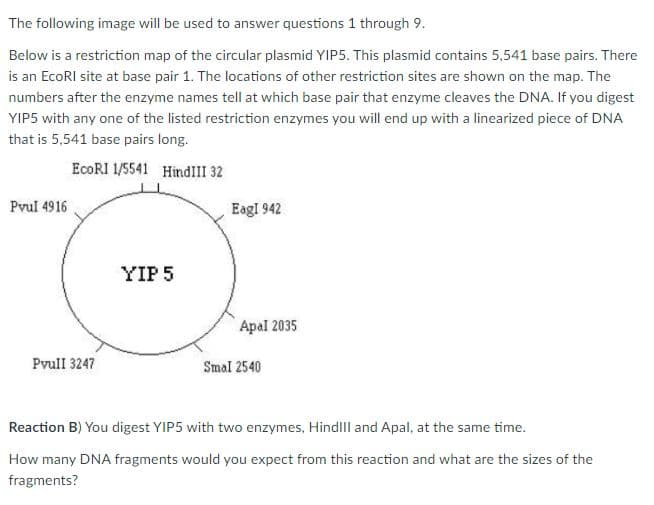 The following image will be used to answer questions 1 through 9.
Below is a restriction map of the circular plasmid YIP5. This plasmid contains 5,541 base pairs. There
is an EcoRI site at base pair 1. The locations of other restriction sites are shown on the map. The
numbers after the enzyme names tell at which base pair that enzyme cleaves the DNA. If you digest
YIP5 with any one of the listed restriction enzymes you will end up with a linearized piece of DNA
that is 5,541 base pairs long.
EcoRI 1/5541 HindIII 32
Pvul 4916
Eagl 942
YIP 5
Apal 2035
Pvull 3247
Smal 2540
Reaction B) You digest YIP5 with two enzymes, Hindll and Apal, at the same time.
How many DNA fragments would you expect from this reaction and what are the sizes of the
fragments?
