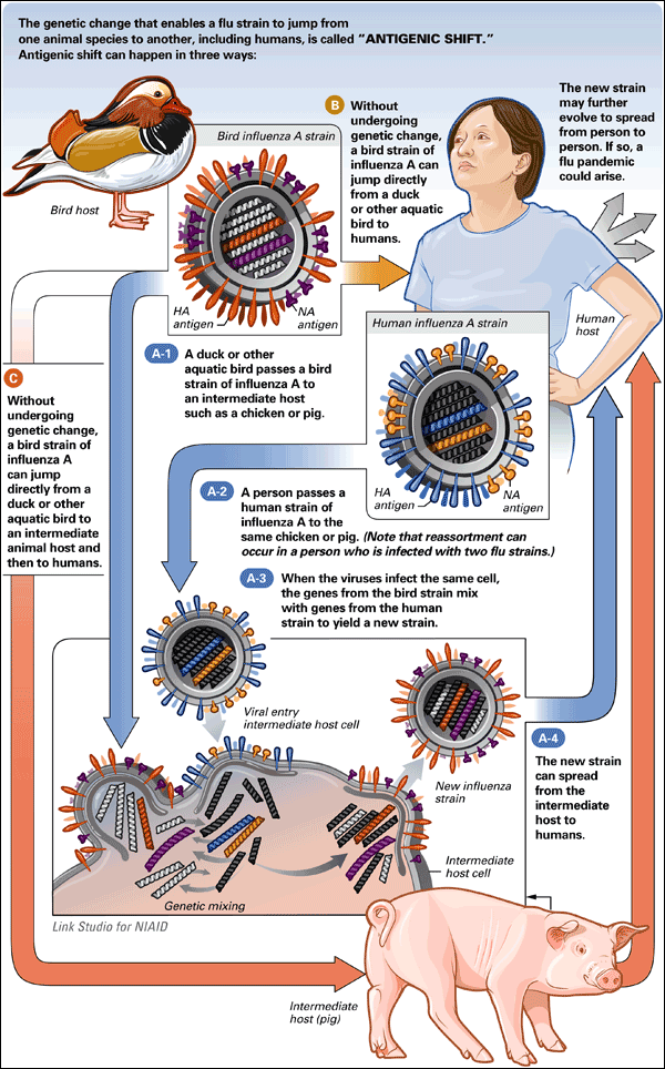 The genetic change that enables a flu strain to jump from
one animal species to another, including humans, is called "ANTIGENIC SHIFT."
Antigenic shift can happen in three ways:
The new strain
may further
evolve to spread
from person to
person. If so, a
flu pandemic
could arise.
B Without
undergoing
Bird influenza A strain genetic change,
a bird strain of
influenza A can
jump directly
from a duck
or other aquatic
Bird host
bird to
humans.
НА
NA
antigen
antigen
Human influenza A strain
Human
host
A-1 A duck or other
aquatic bird passes a bird
strain of influenza A to
an intermediate host
Without
undergoing
genetic change,
a bird strain of
influenza A
such as a chicken or pig.
can jump
directly from a
duck or other
A-2 A person passes a
human strain of
influenza A to the
НА
NA
antigen -
antigen
aquatic bird to
an intermediate
animal host and
same chicken or pig. (Note that reassortment can
occur in a person who is infected with two flu strains.)
then to humans.
A-3 When the viruses infect the same cell,
the genes from the bird strain mix
with genes from the human
strain to yield a new strain.
Viral entry
intermediate host cell
A-4
The new strain
can spread
from the
New influenza
strain
intermediate
host to
humans.
ASE
Intermediate
- host cell
Genetic mixing
Link Studio for NIAID
Intermediate
host (pig)
