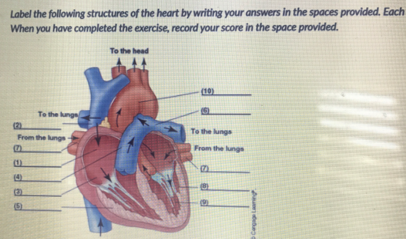 Label the following structures of the heart by writing your answers in the spaces provided. Each
When you have completed the exercise, record your score in the space provided.
To the head
(10)
To the lungs
(2)
From the lungs
(7)
To the lungs
From the lungs
(1)
(4)
(8)
(3)
(5)
