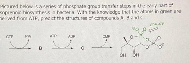 Pictured below is a series of phosphate group transfer steps in the early part of
soprenoid biosynthesis in bacteria. With the knowledge that the atoms in green are
derived from ATP, predict the structures of compounds A, B and C.
from ATP
U.U.
СТР
PPI
ATP
ADP
CMP
O-0=0
OH
OH
