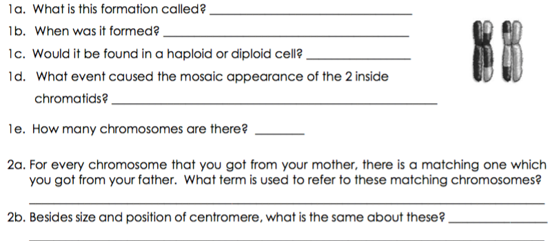 la. What is this formation called?.
1b. When was it formed?
1c. Would it be found in a haploid or diploid cell?
1d. What event caused the mosaic appearance of the 2 inside
chromatids? .
le. How many chromosomes are there?
2a. For every chromosome that you got from your mother, there is a matching one which
you got from your father. What term is used to refer to these matching chromosomes?
2b. Besides size and position of centromere, what is the same about these?.
