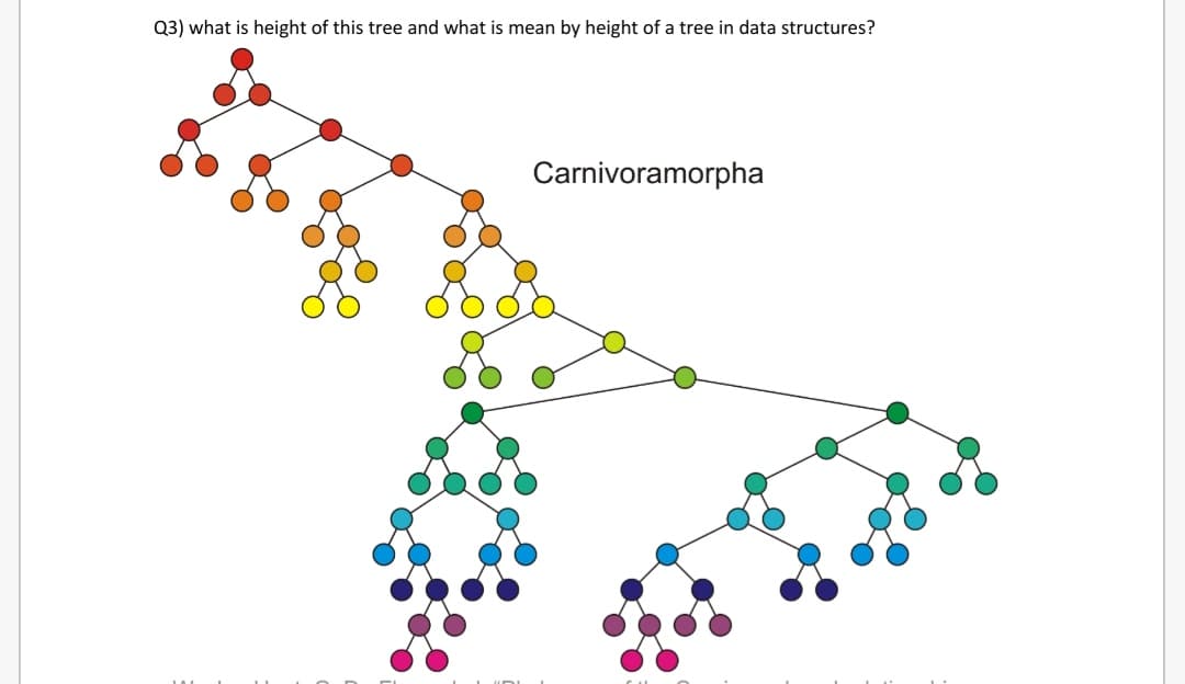 Q3) what is height of this tree and what is mean by height of a tree in data structures?
Carnivoramorpha
